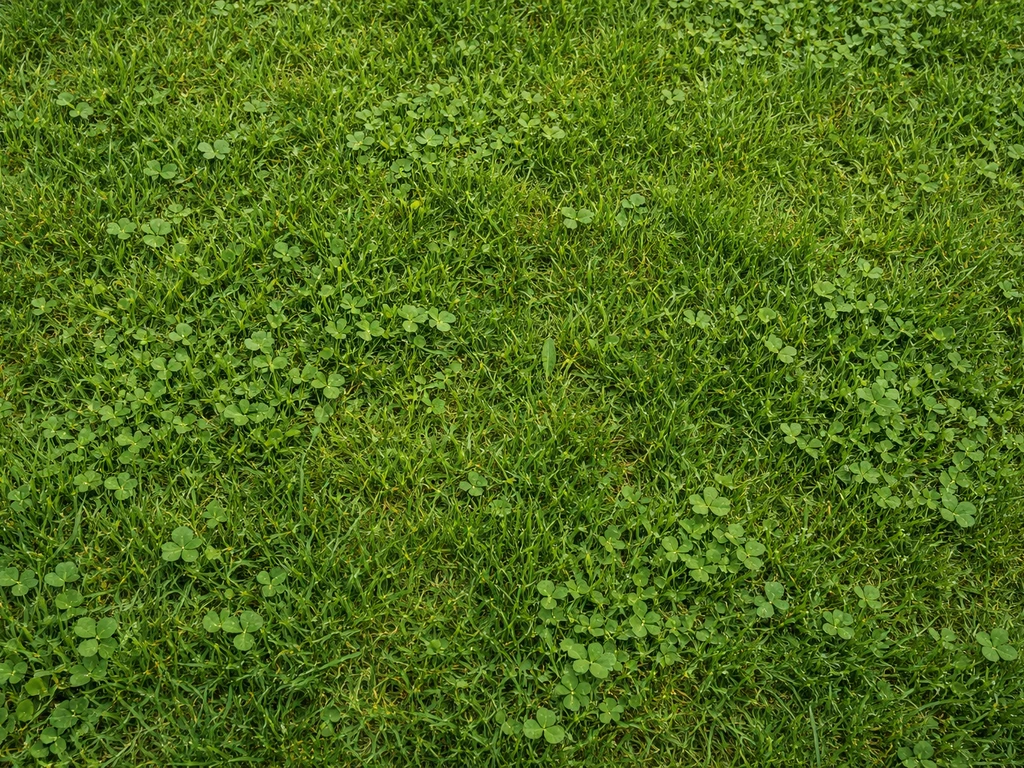 Bovenaanzicht van een Nederlands gazon met zichtbaar gras en klaverblaadjes tussen het gras.