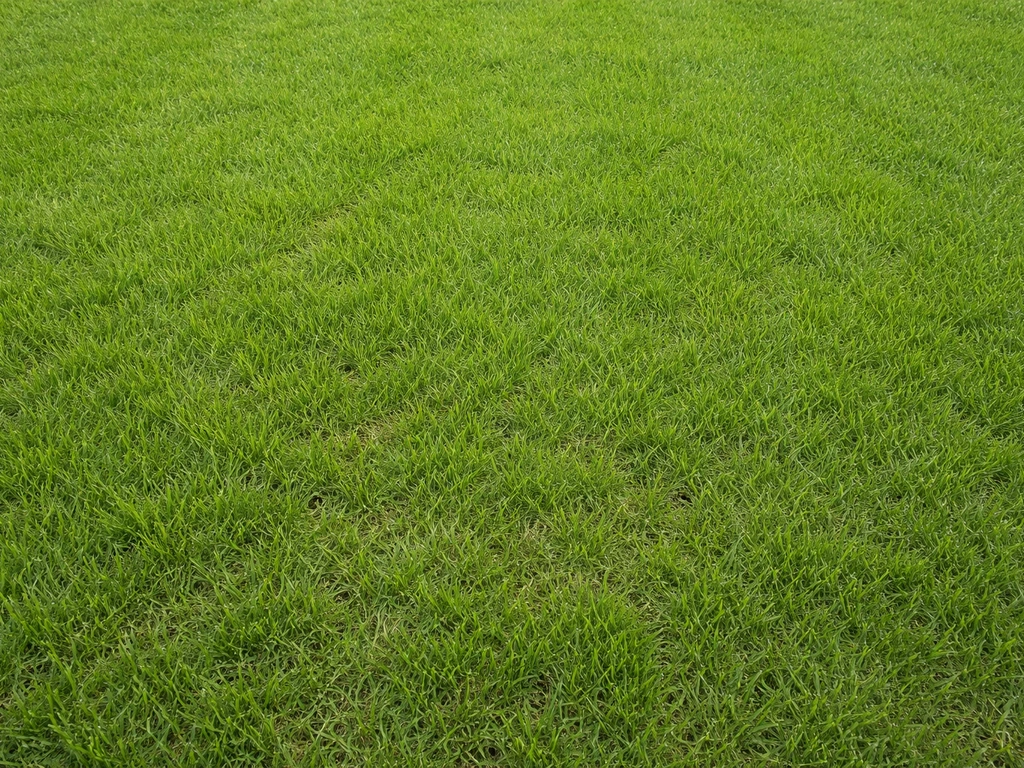 Bovenaanzicht van een strak, recent ingezaaid gazon met gelijkmatig opkomend gras, zonder onkruid zichtbaar.