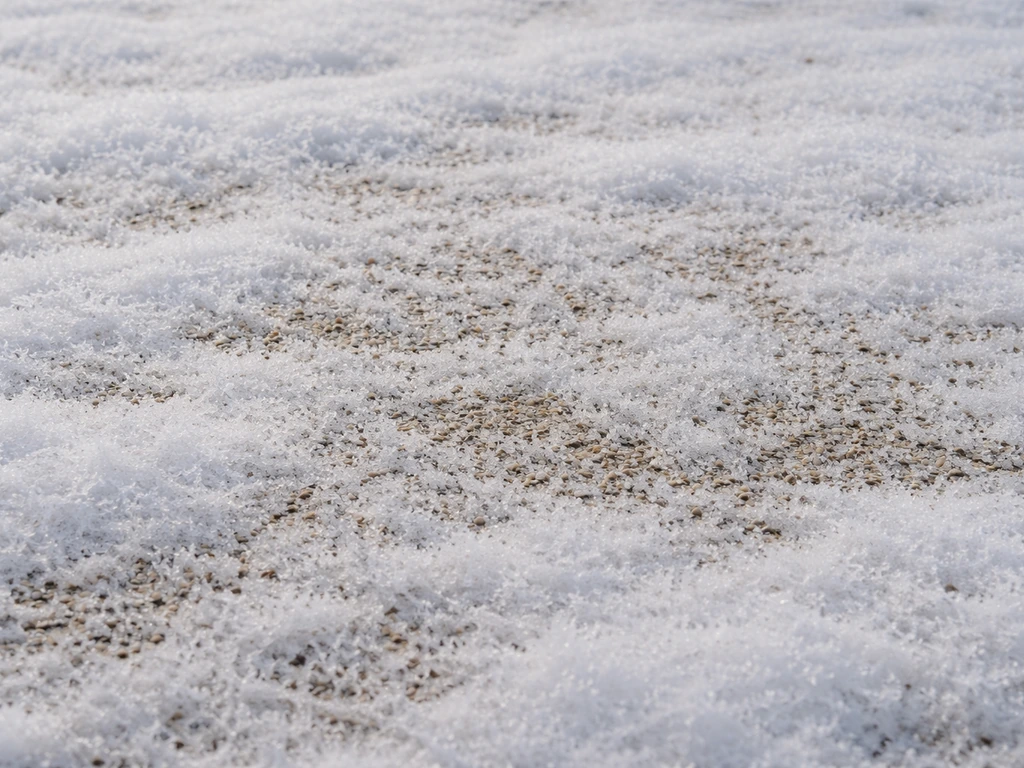 Close-up van graszaad dat onder een dunne laag sneeuw wordt bedekt, met zichtbare sneeuwbedekking op de grond.